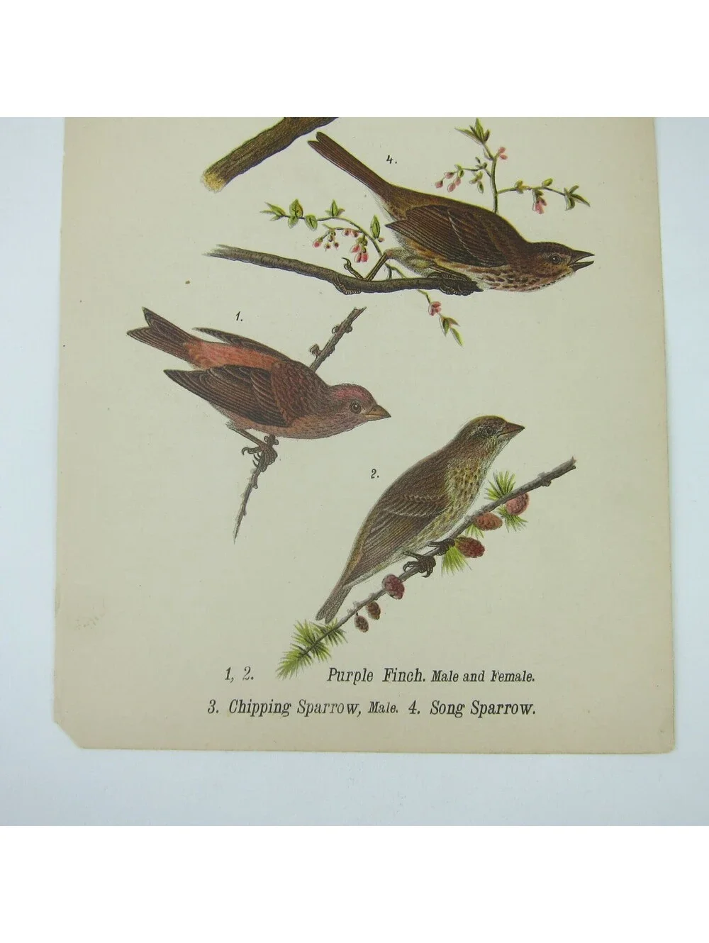 Bird Print After John James Audubon Purple Finch Chipping & Song Sparrow Antique